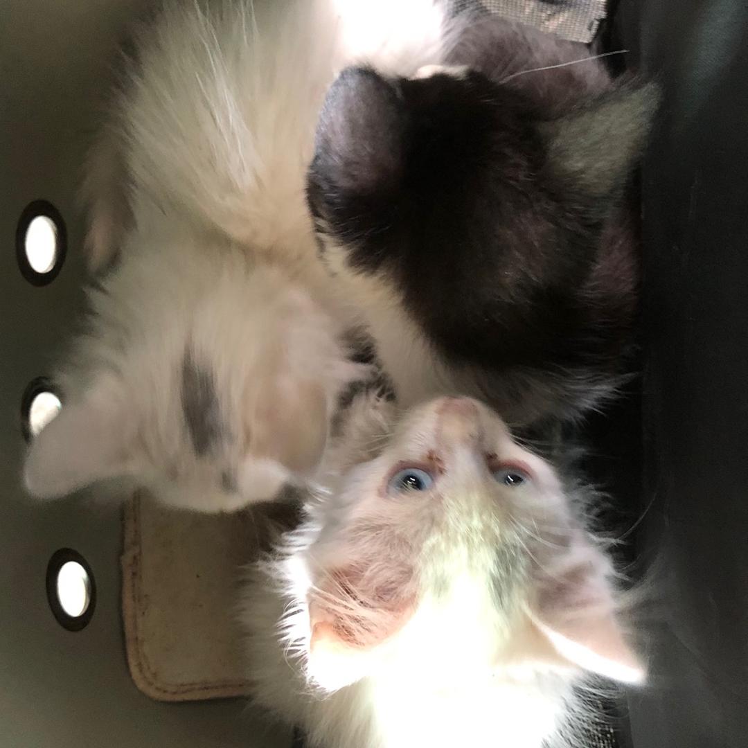 冥王星稀有的莴笋