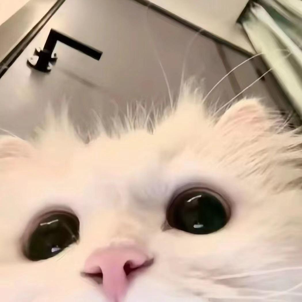 ✨丸子