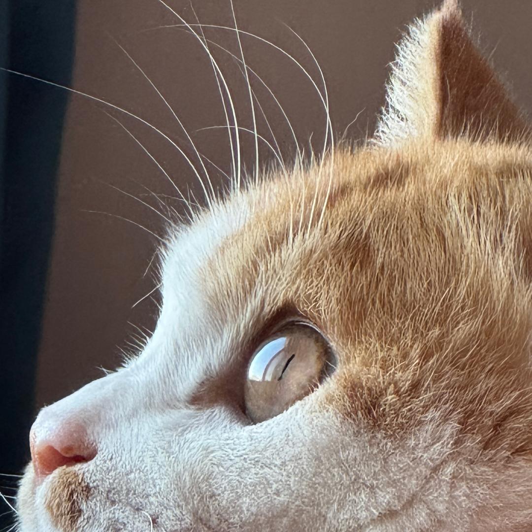 🎈小杨爱吃蔡吖.🎊