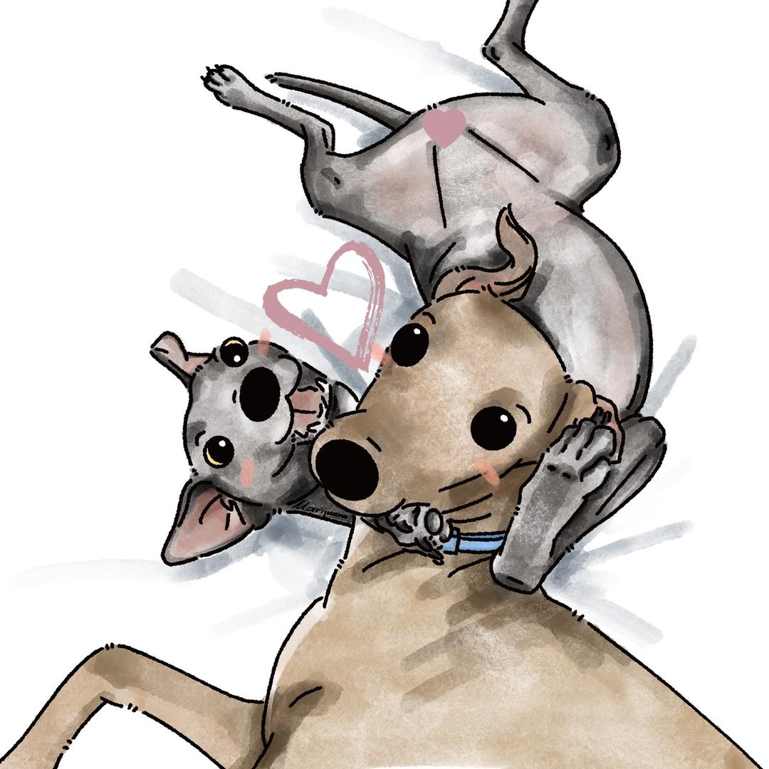 小灵缇Dobby&Kris
