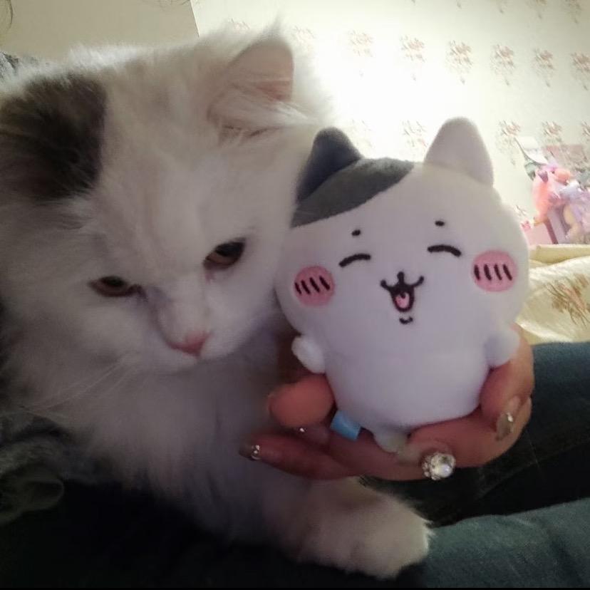 小鱼干ฅ