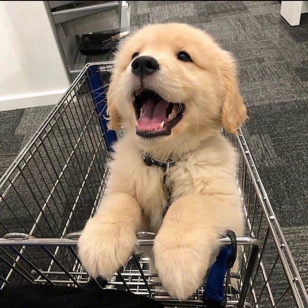 偷外卖的剑人别让我逮着