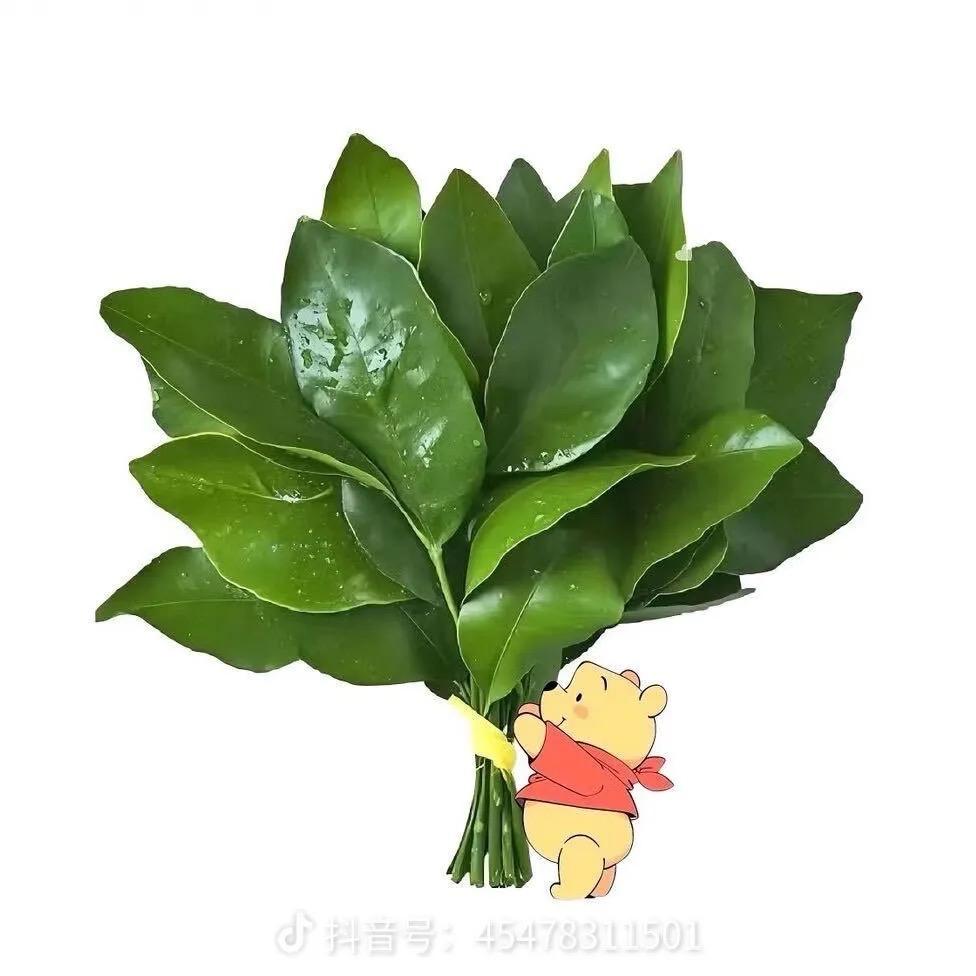 团团的曲奇饼🍪