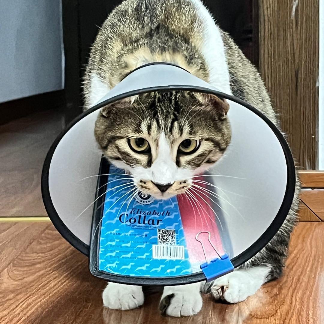 蛙哈哈