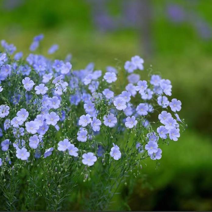 🌹小酒窝🌹〈拒聊！〉