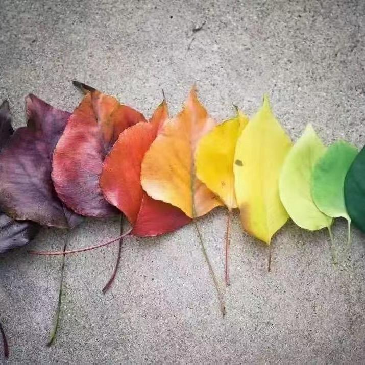 美丽的花瓶