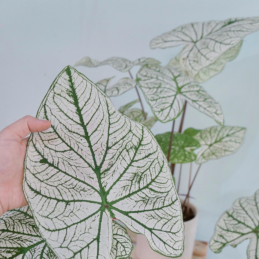 造之物美学花植