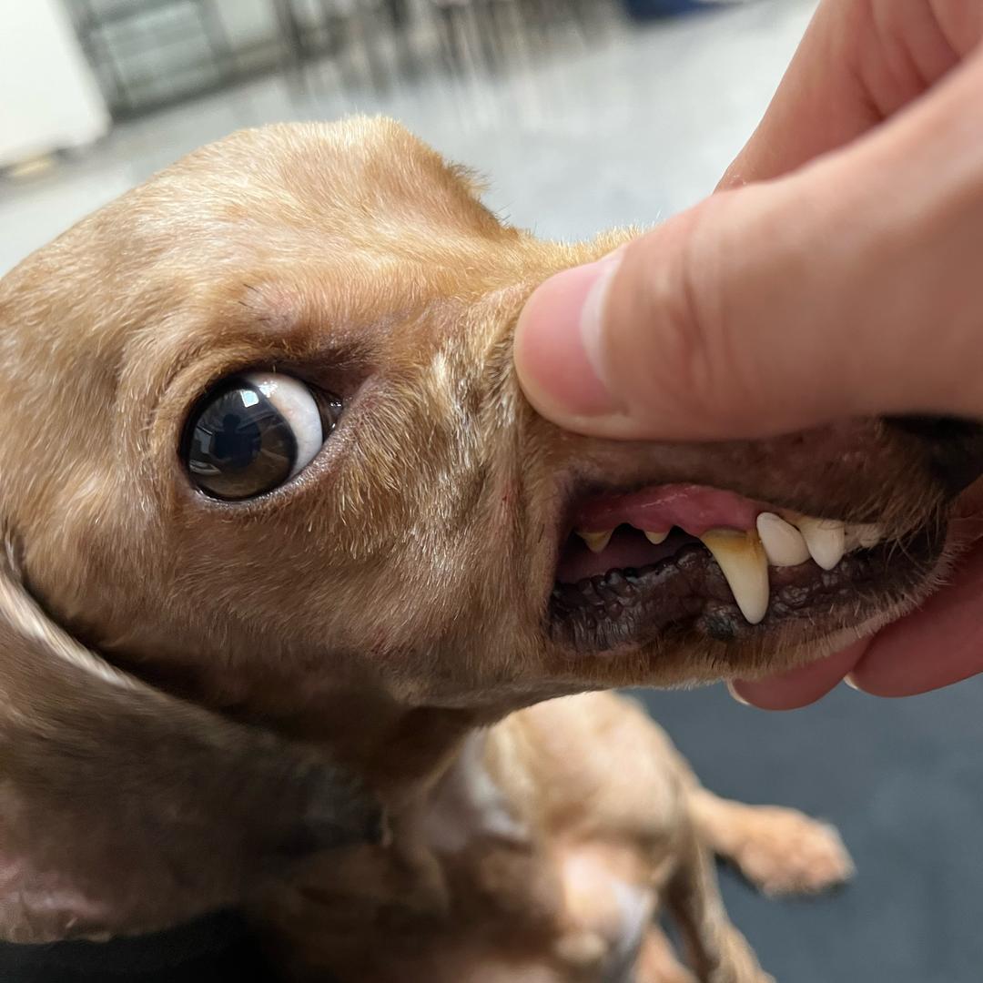 弹唱男歌—出售手工火锅料