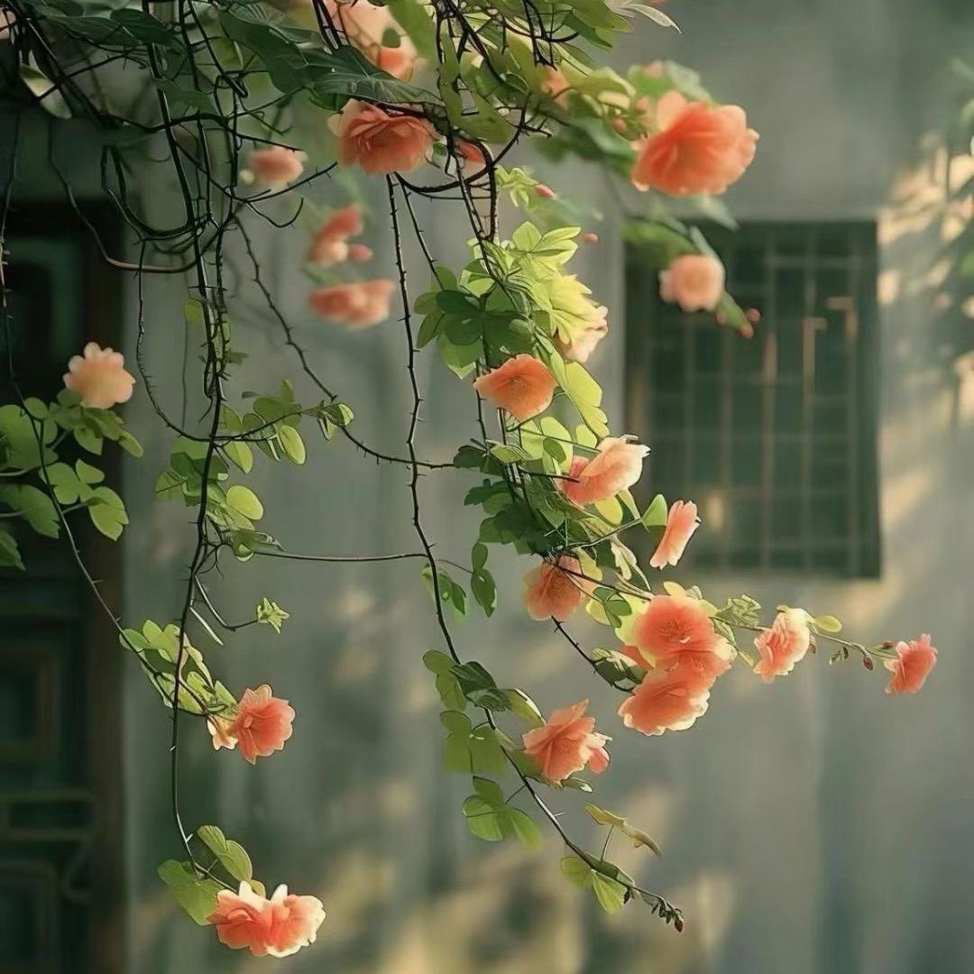 小雅🍀