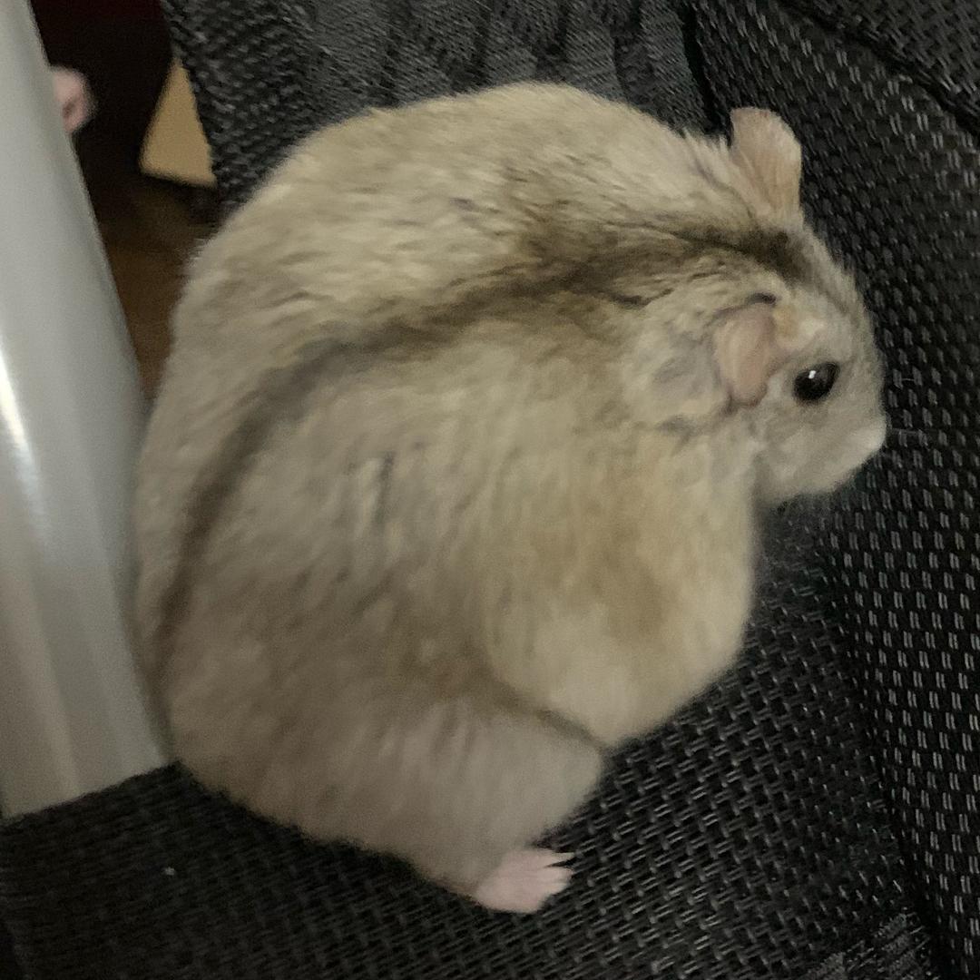 布丁日常