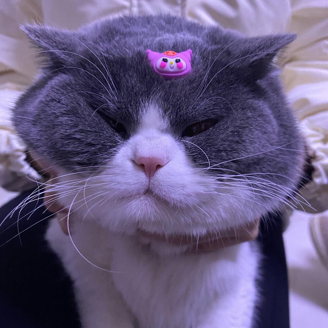 栗子🐈‍⬛🌰🌰🌰