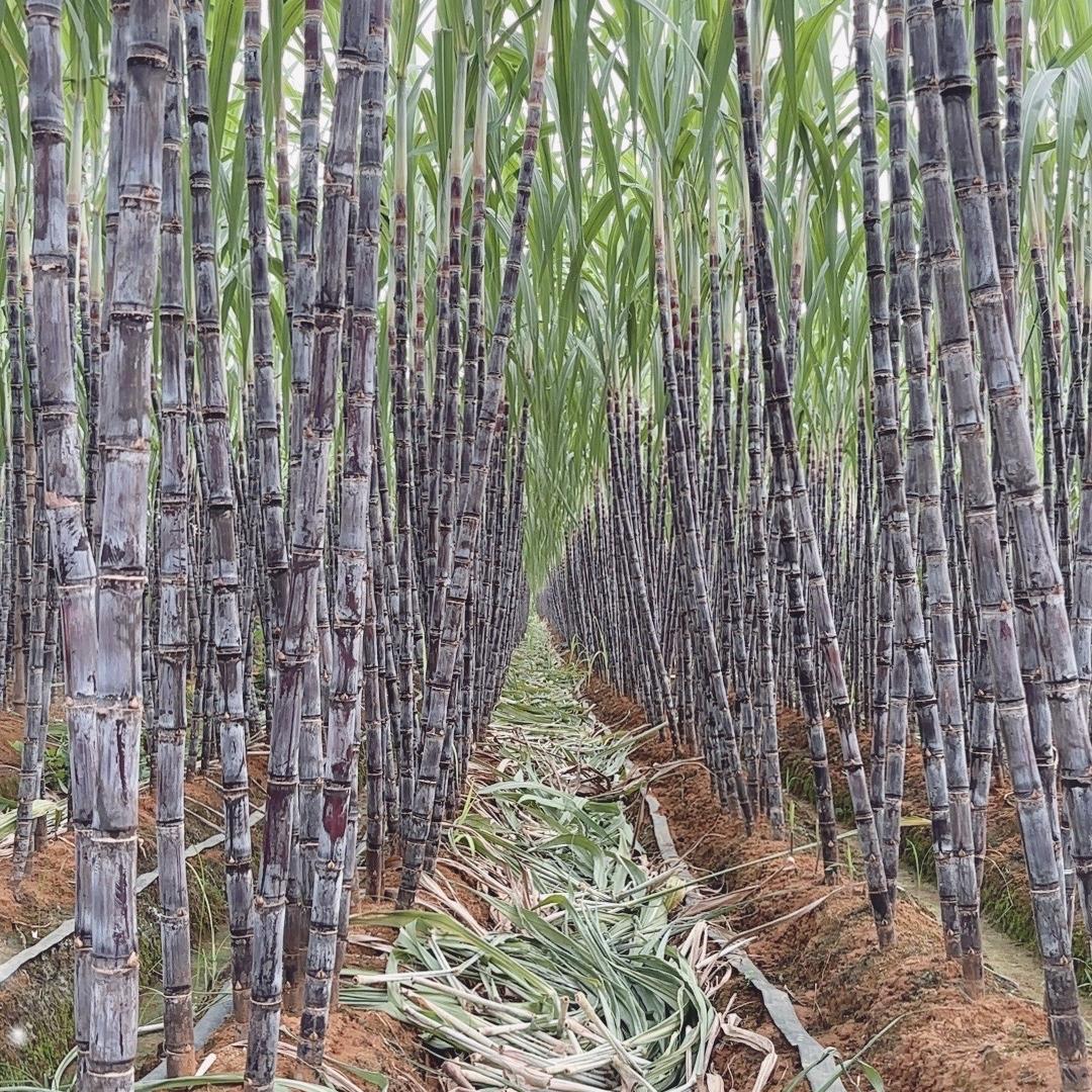 砀山艺丰生鲜水果供应链