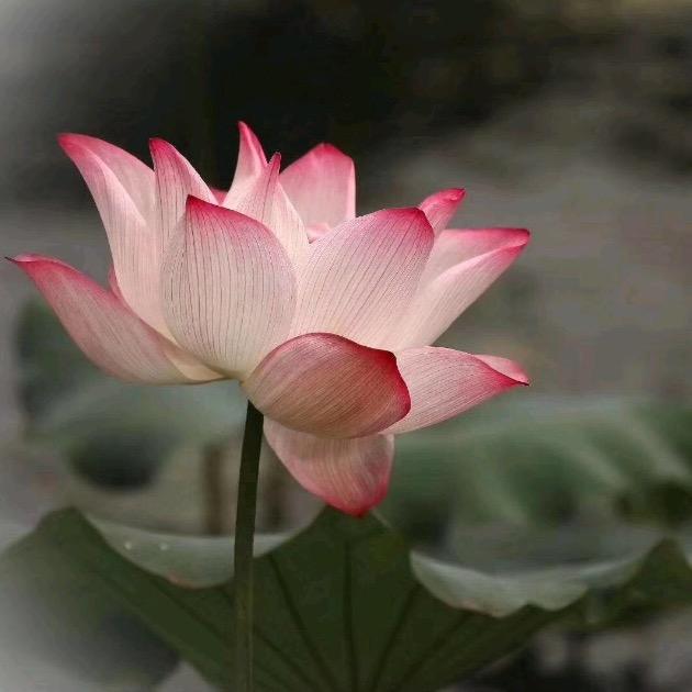蓝海袜业