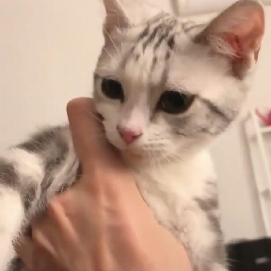 石榴不是二十