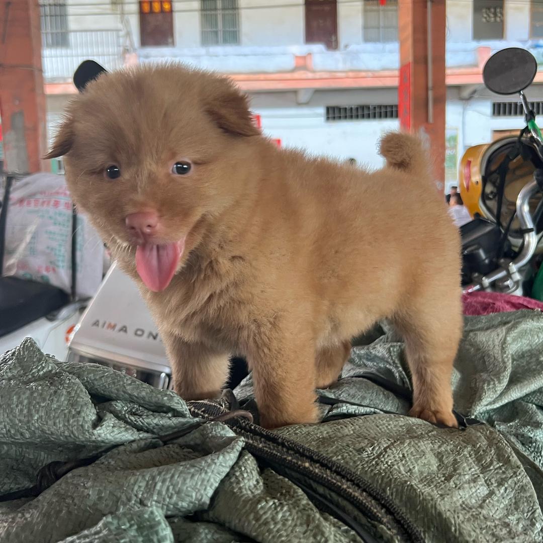 大福田园犬（代淘）