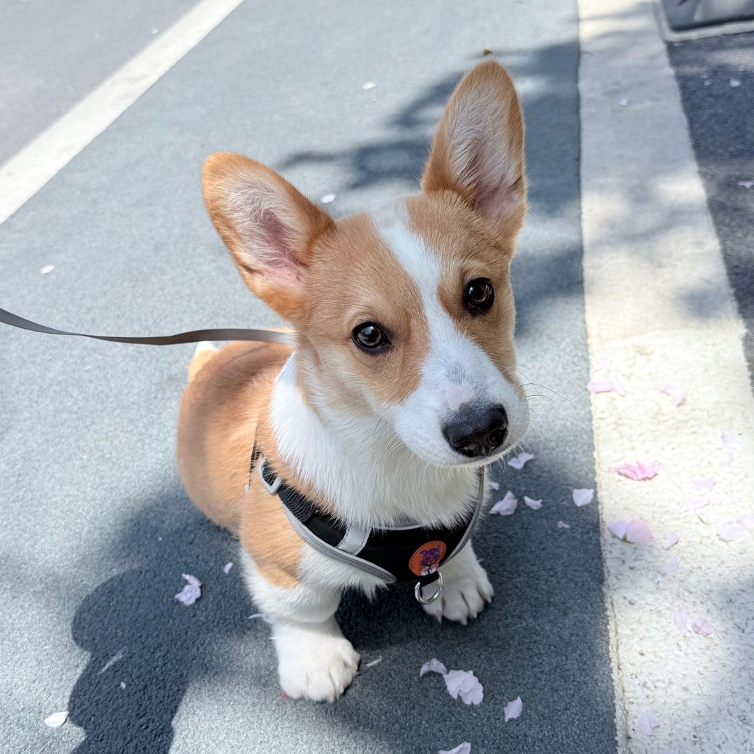 土豆是只柯基🐶