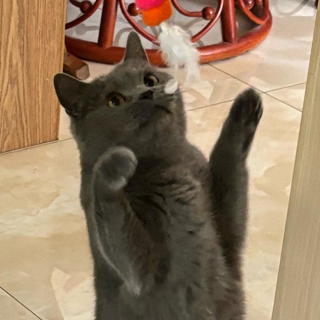 大壮的幸福生活