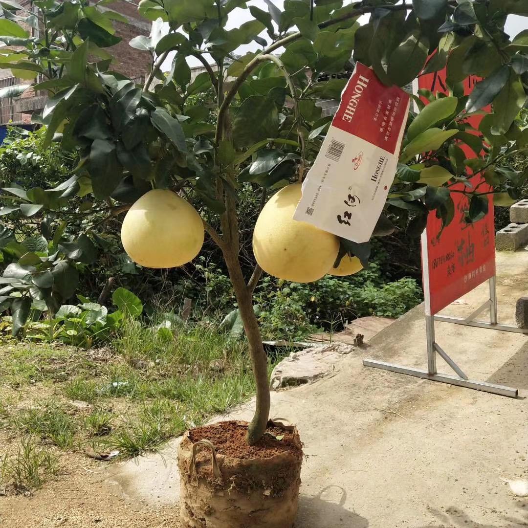 莫小仙新沂市锑峥商贸有限公司专卖店