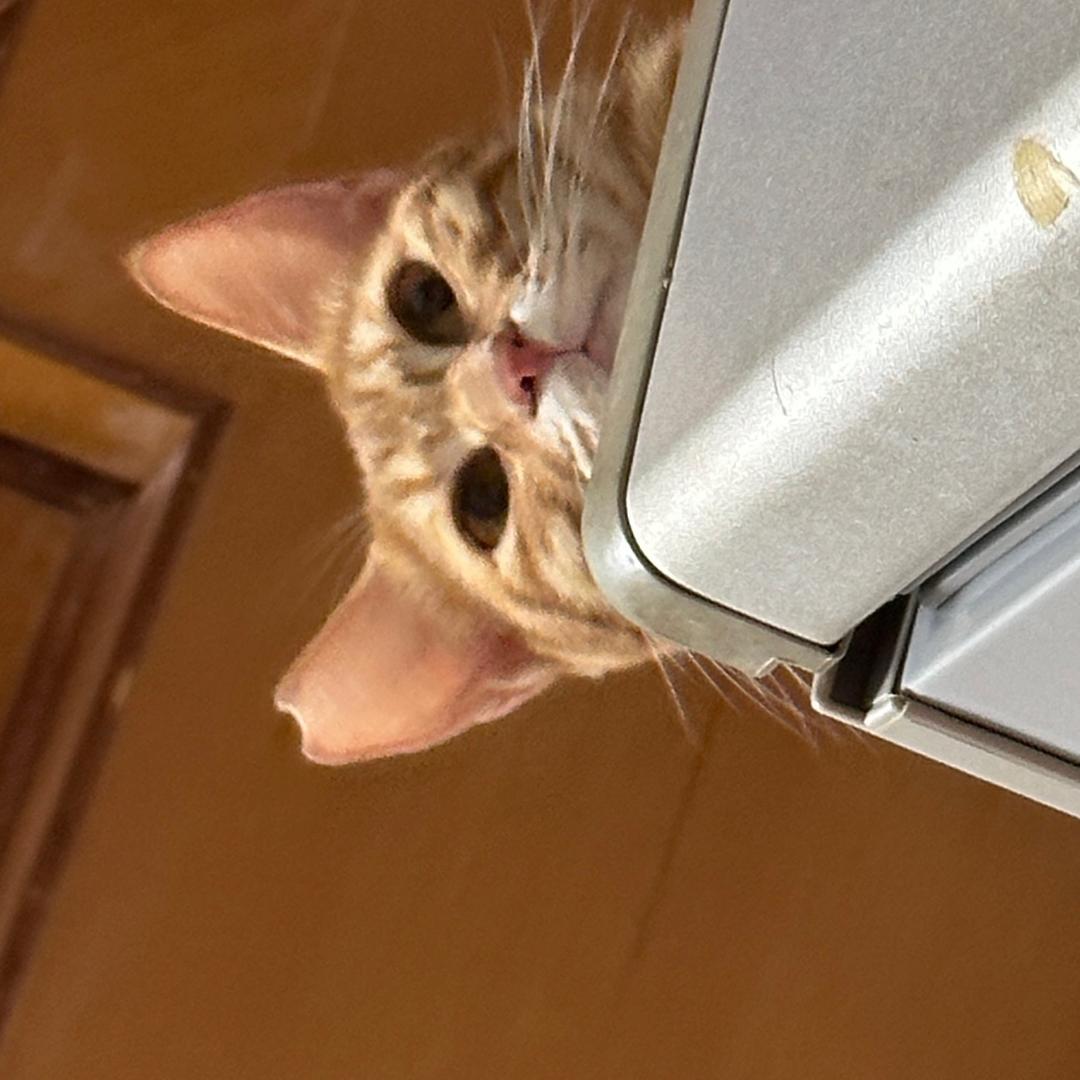 小猫叫多乐