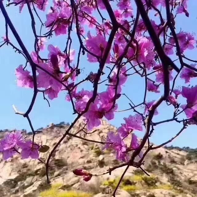 双人余