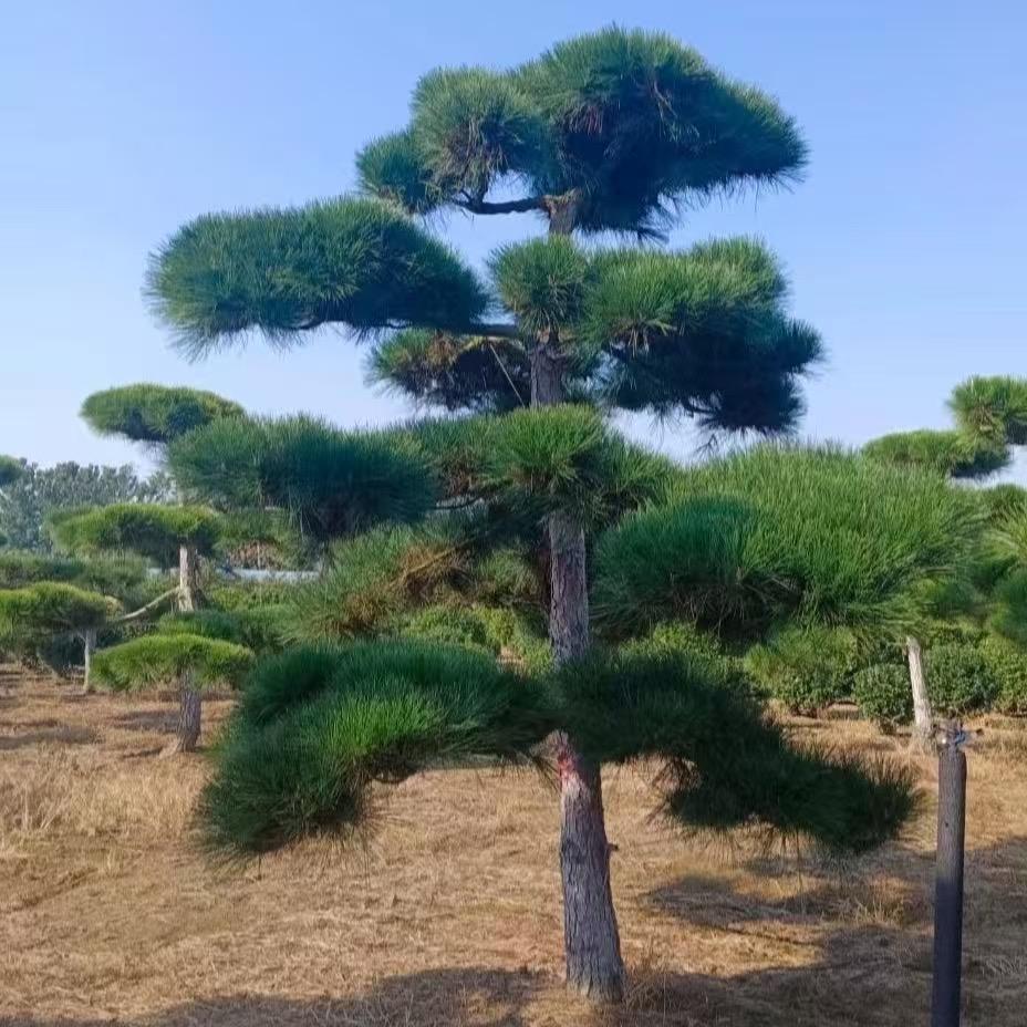 精选黑松景观树(宝山精选)