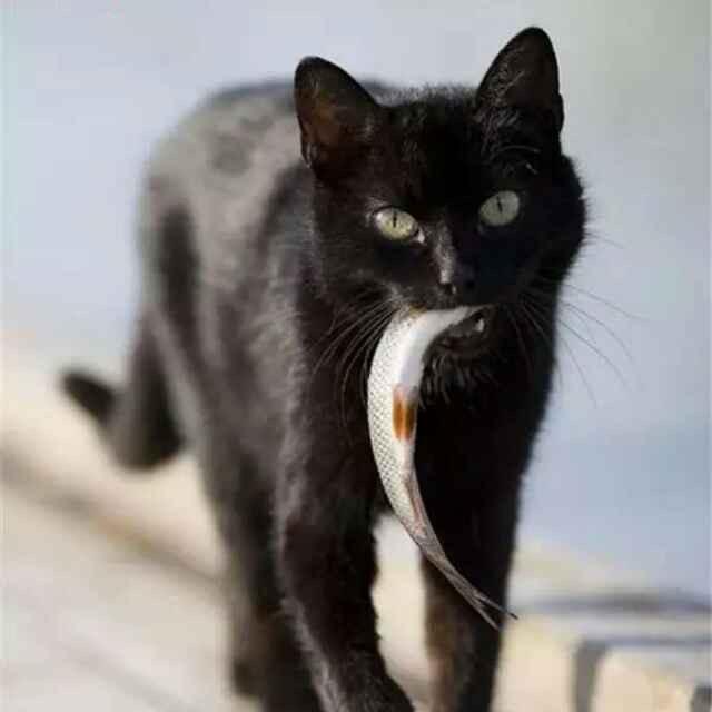 蹲在河边的猫。