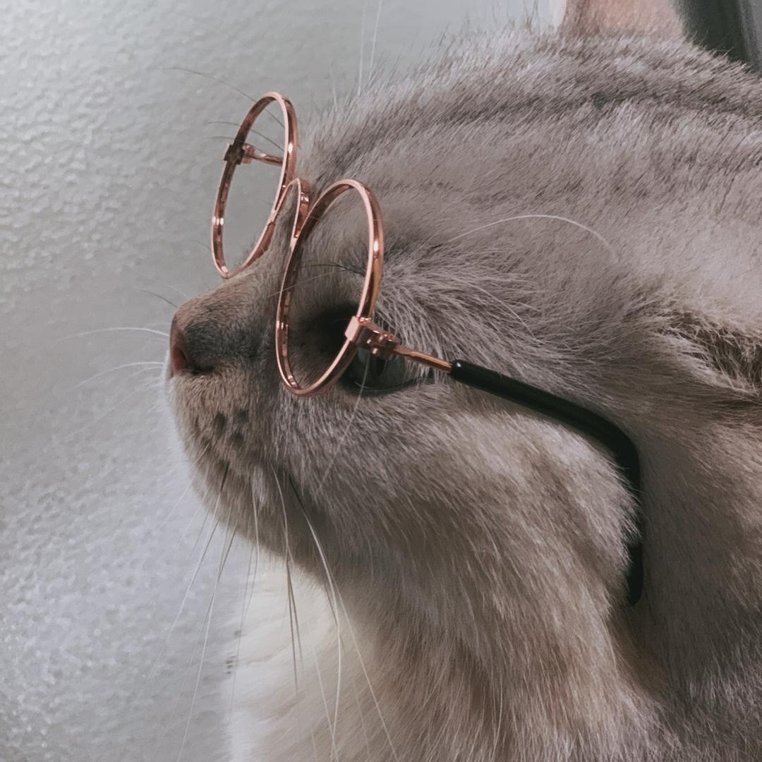 弟弟是只大脸猫