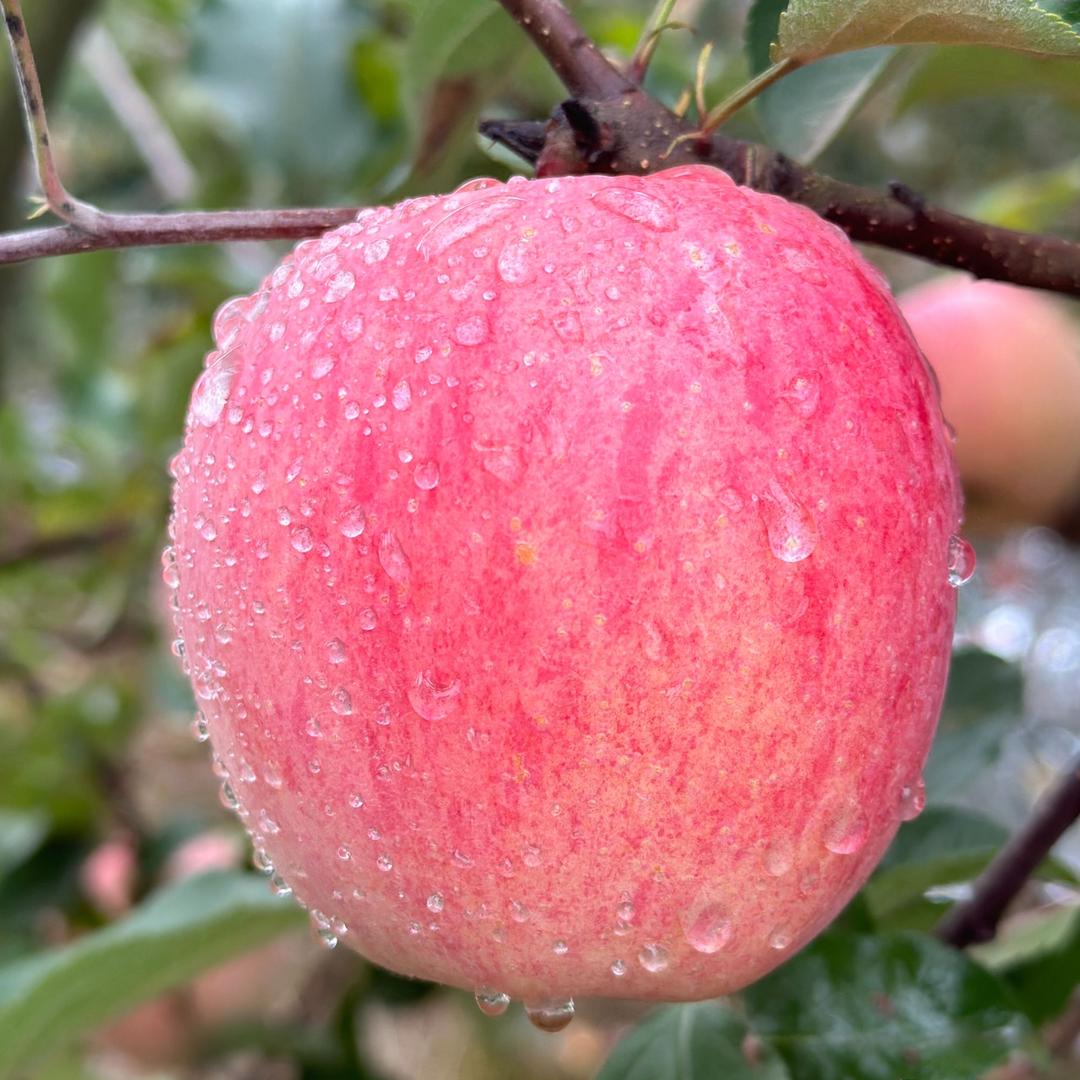 @寺河山亲亲家的苹果