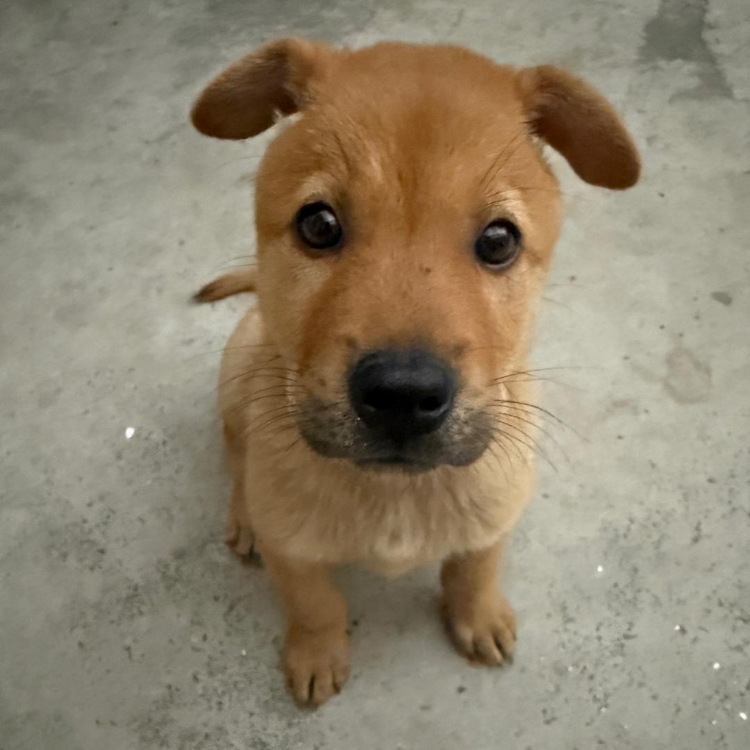 @我和狗（来福儿）