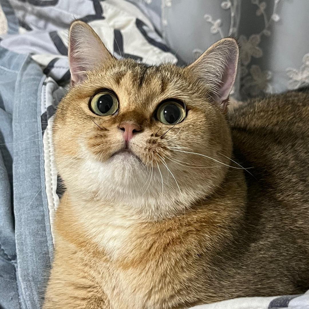 咔咔咔咔大壮