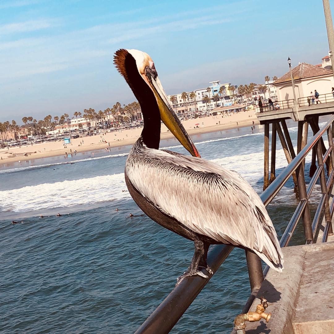 淄博 集美演艺  在美国