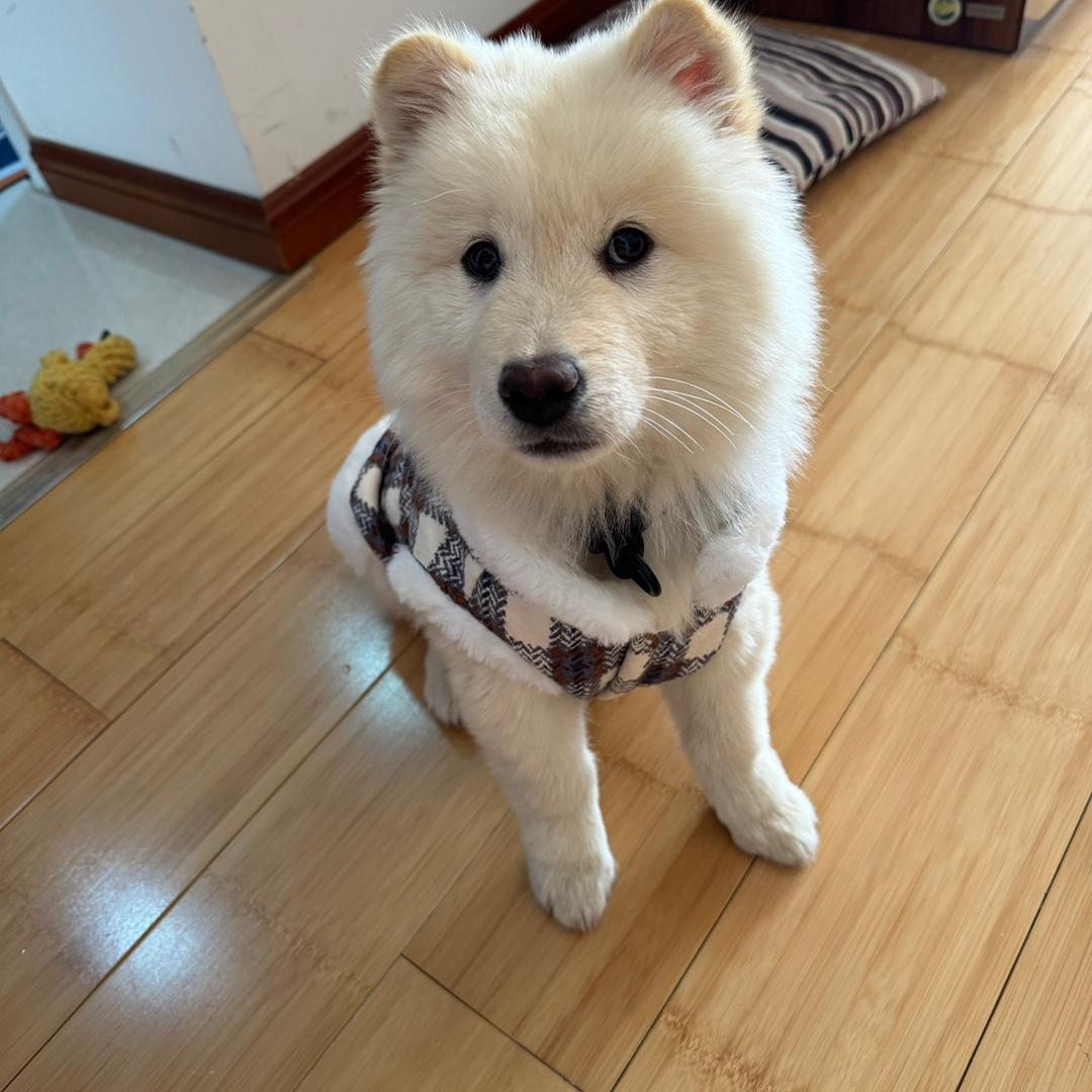 愤怒的小考拉