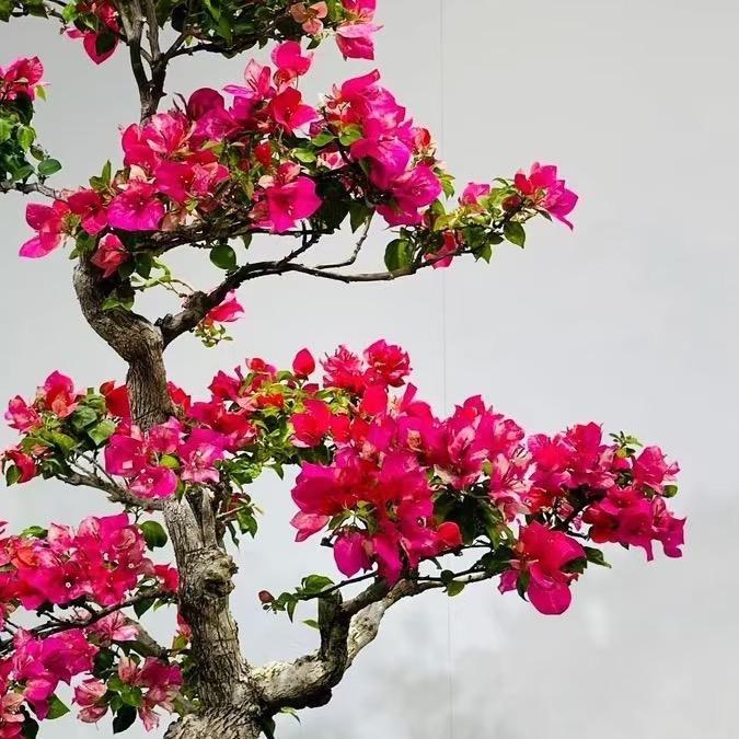 喜哥三角梅珑玲园艺