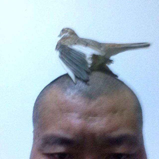 百灵牛哥（牛歌鸟食售后服务)