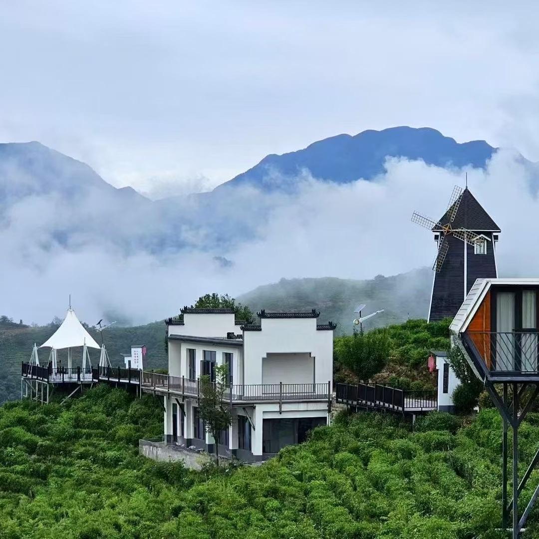 山阳县金桥茶业
