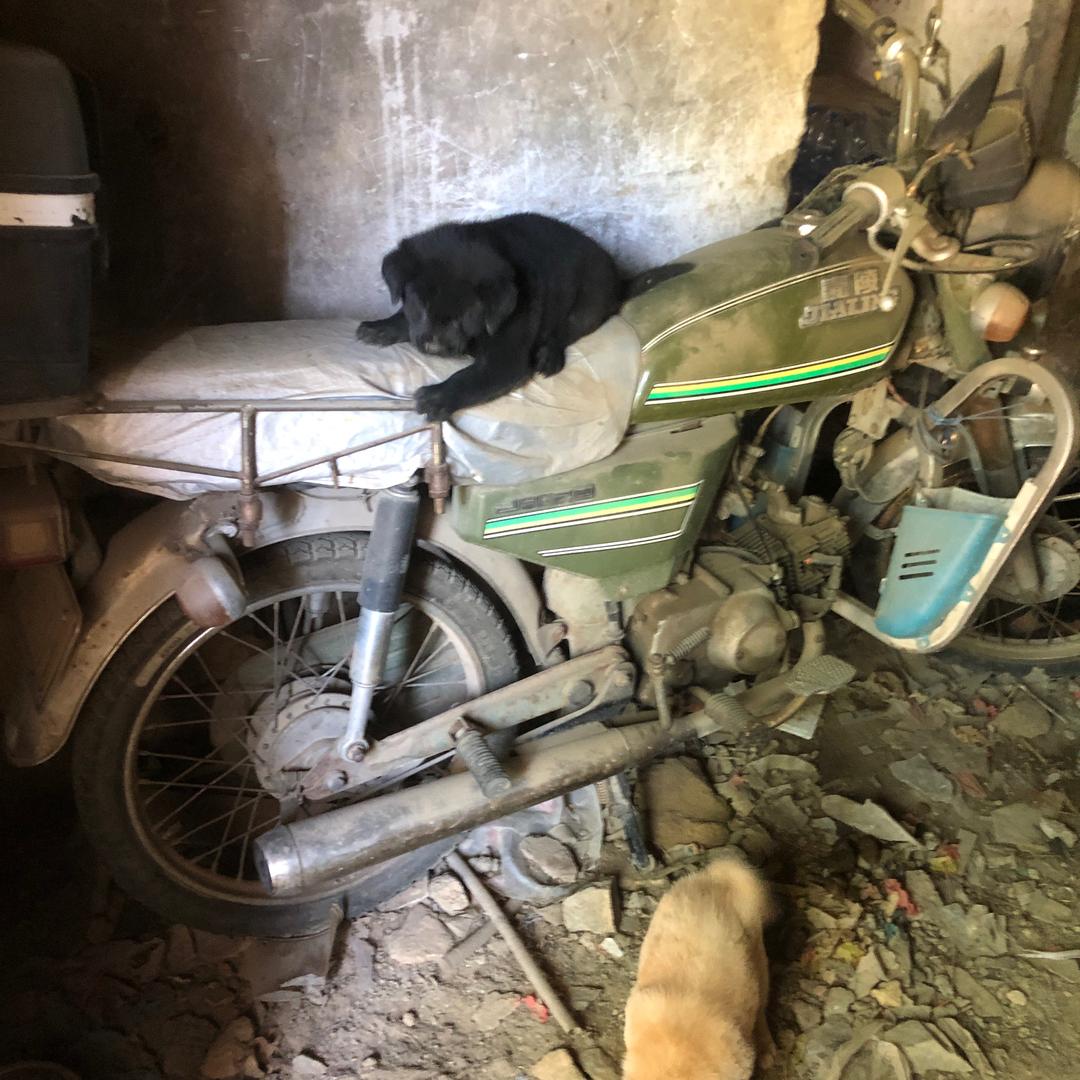 嘉陵犬舍自繁自养