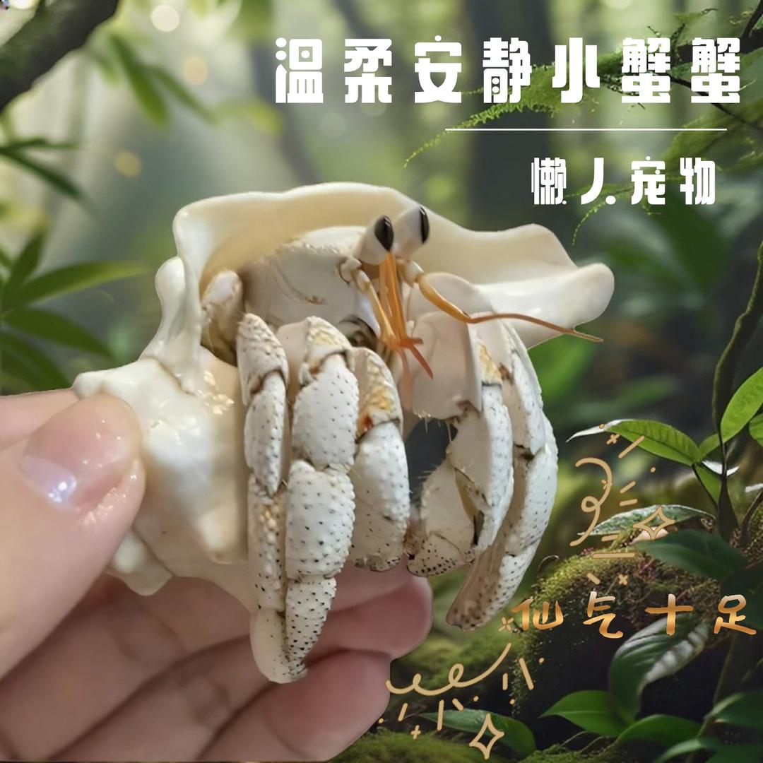 短短寄居蟹