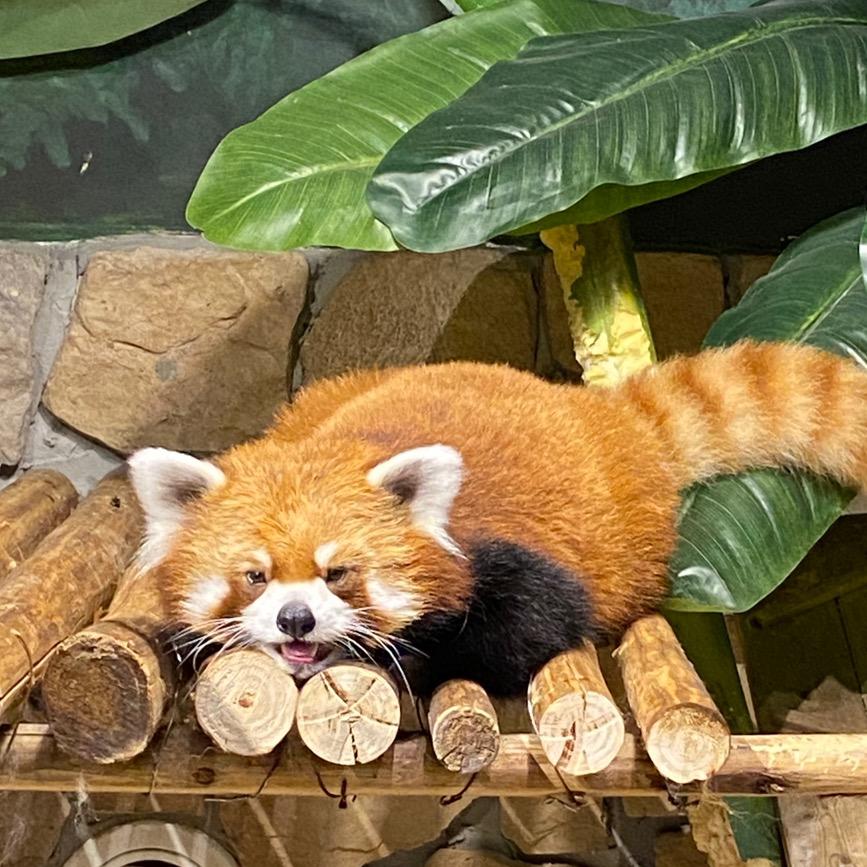 小熊猫望仔牛奶