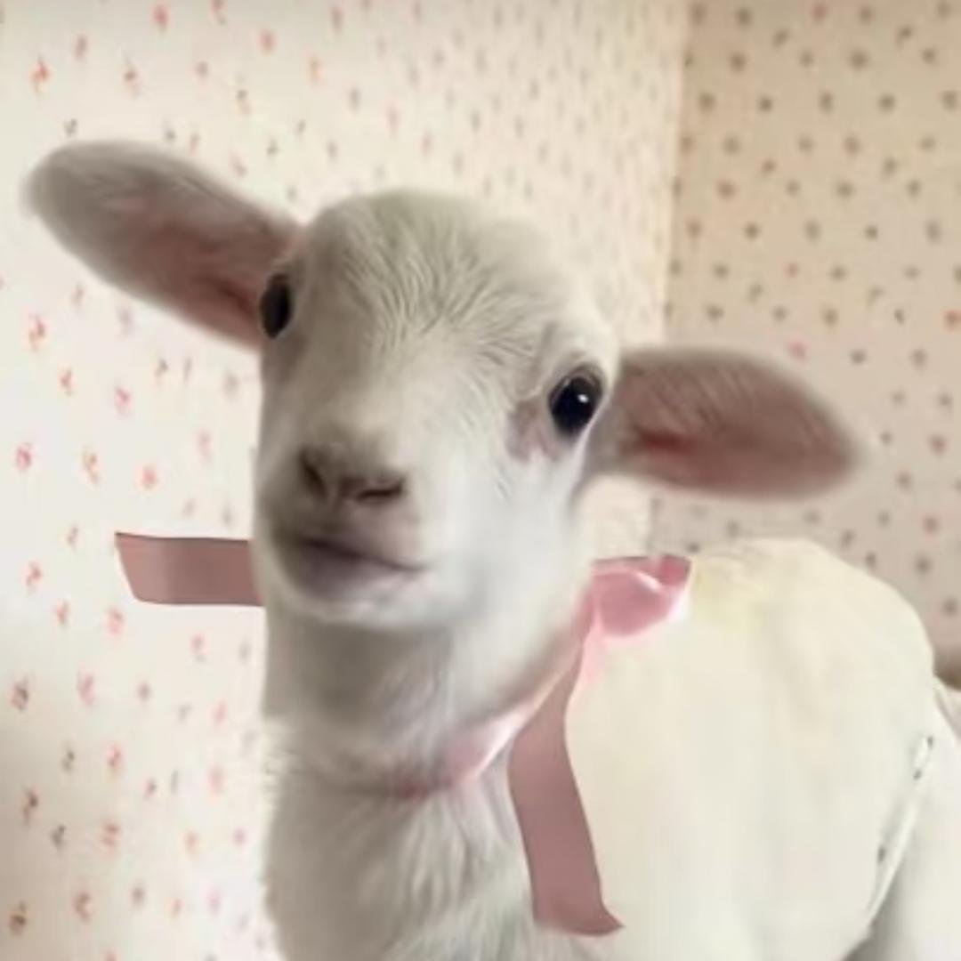 小周不困（努力冲3q🎁）