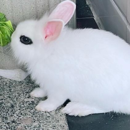 小兔毛毛