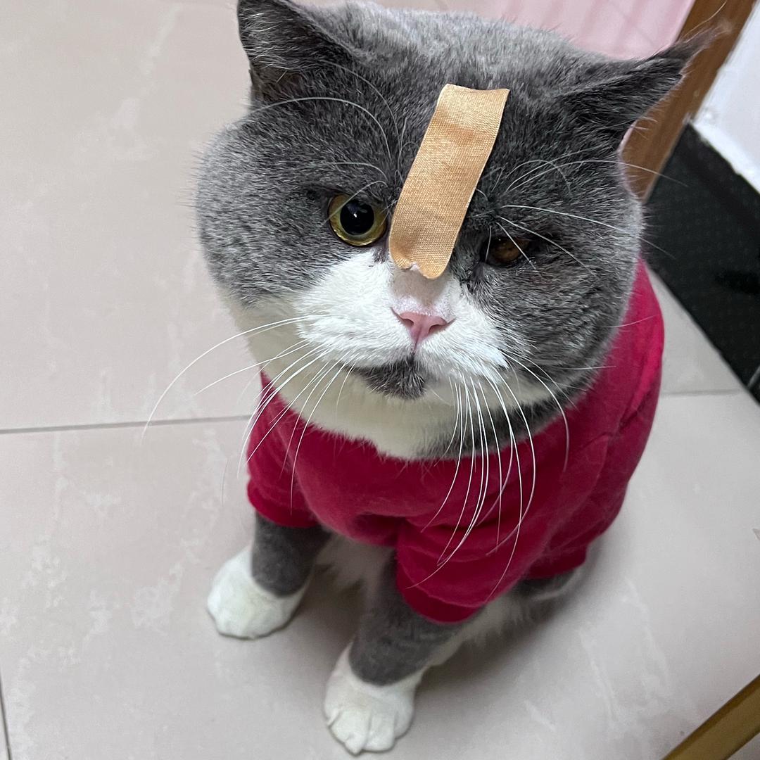 奥特蕾