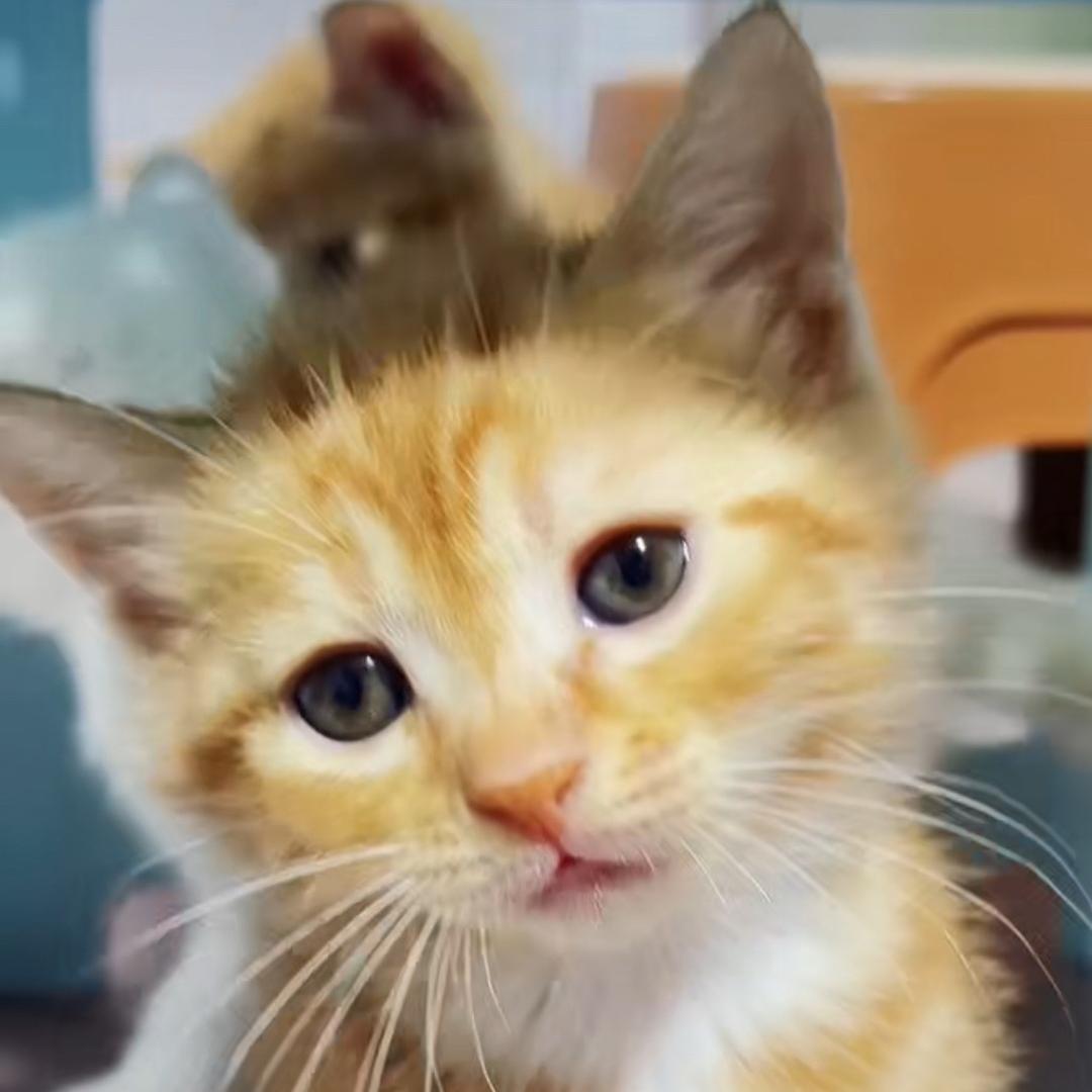 老辈子家的猫猫狗狗