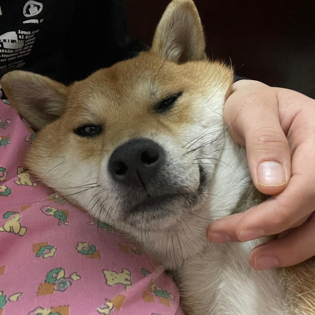 柴柴是只柴