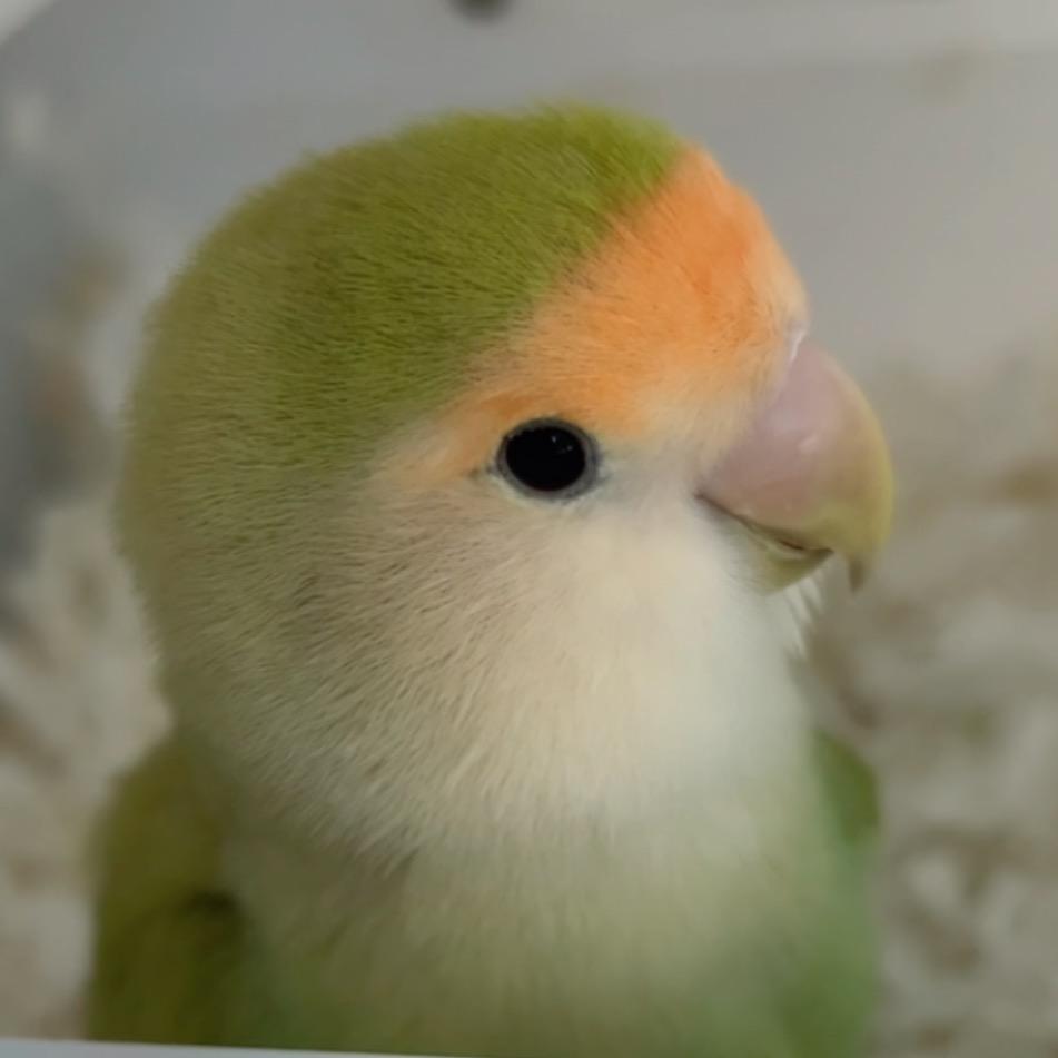 腊月家的小鹦鹉们