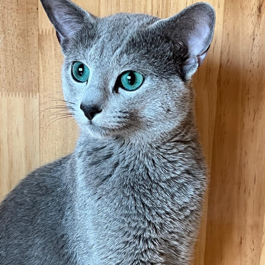 NEVE俄罗斯蓝猫