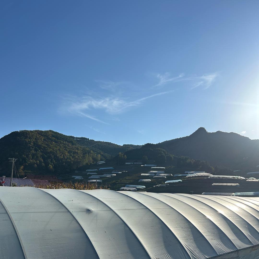 临江关东小金叶