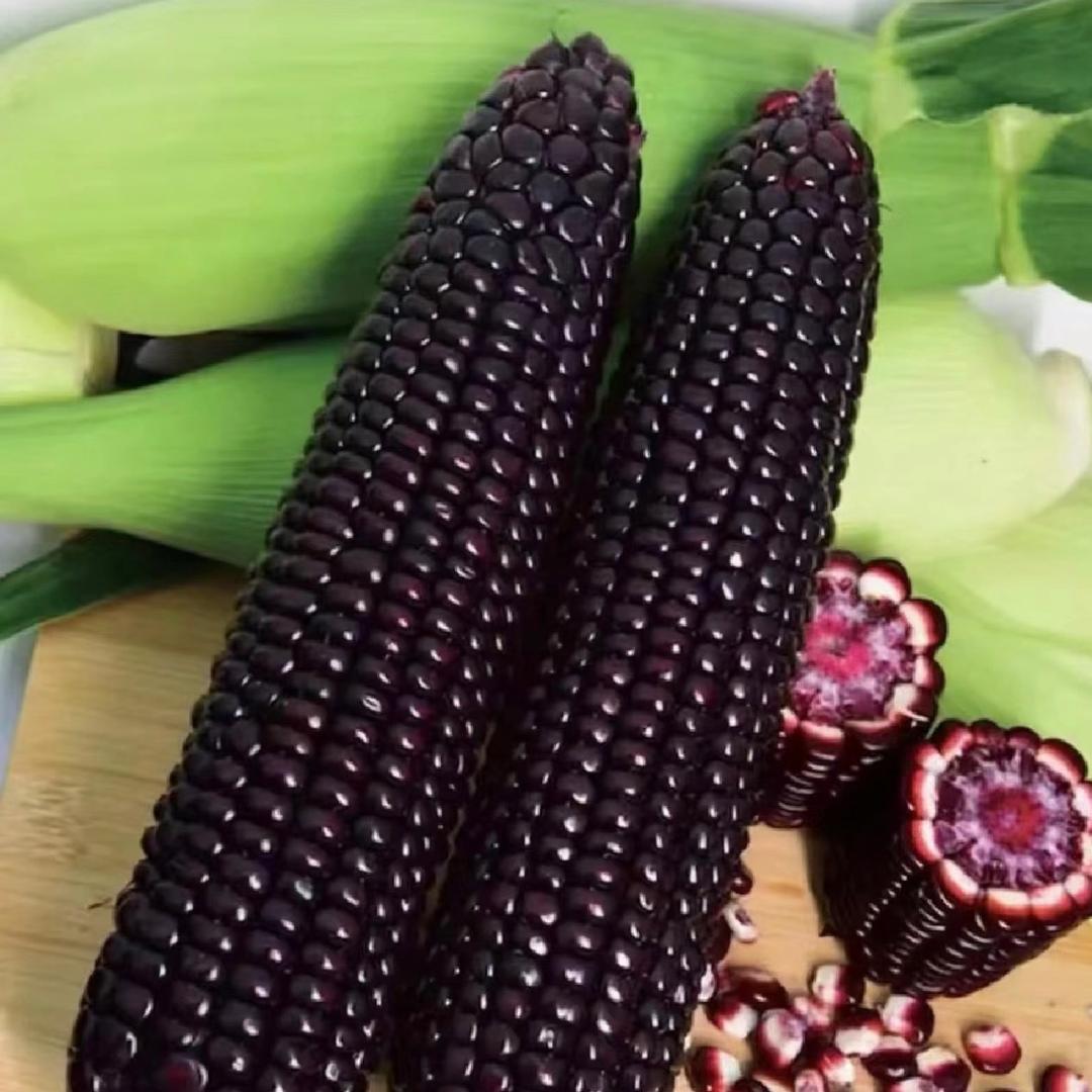 豢黍东北鲜食粘糯玉米