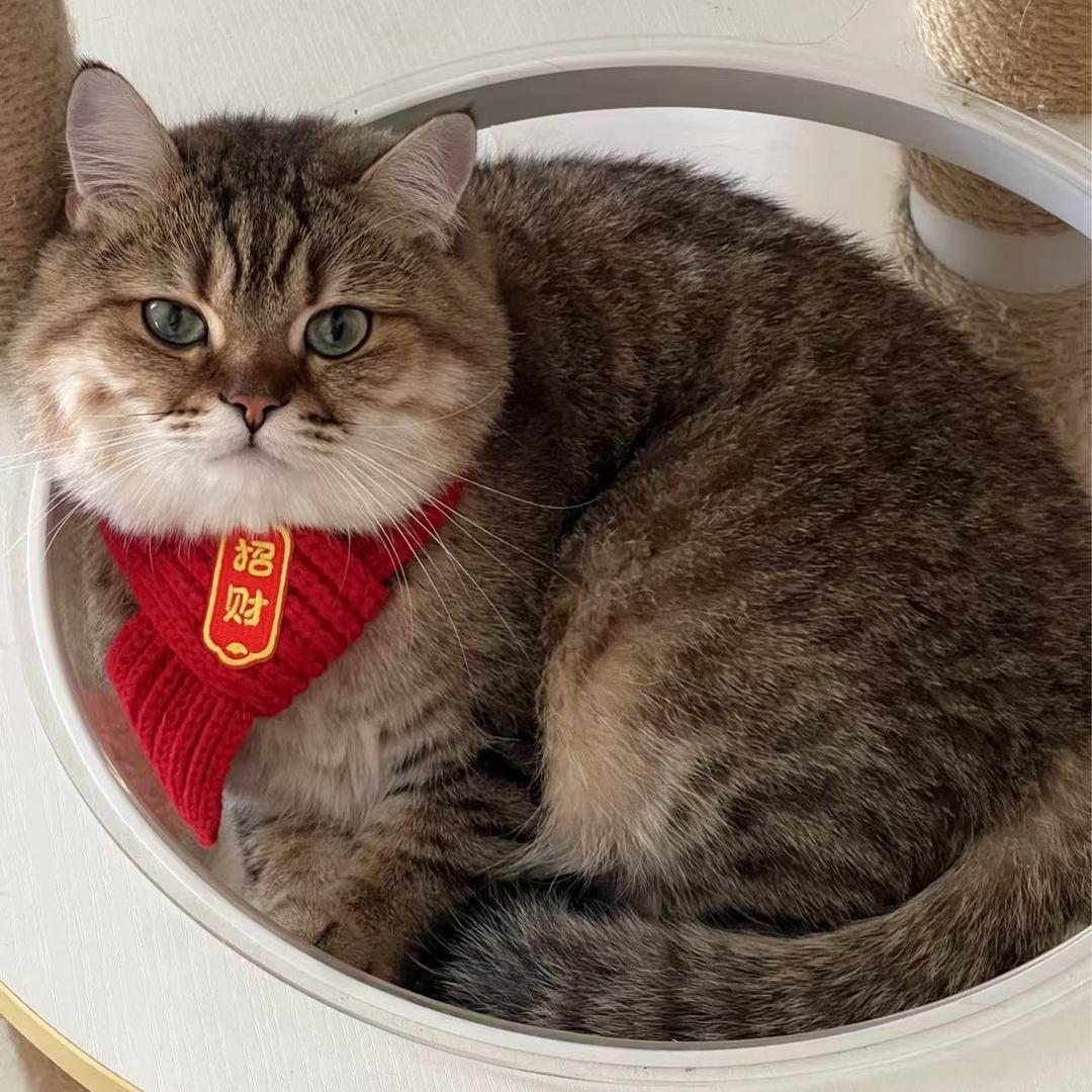 进宝🍀