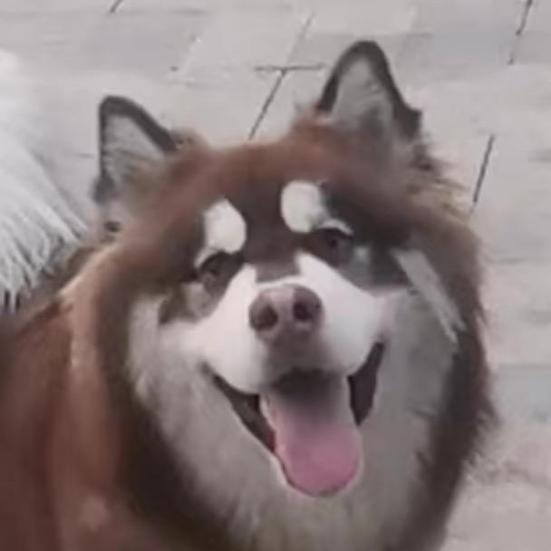 胖虎儿