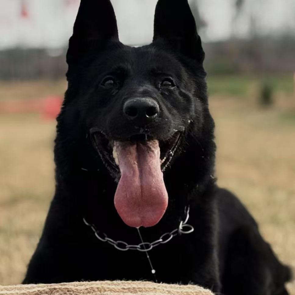 非凡训犬